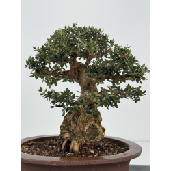 Olea europaea sylvestris I-8185 view 4