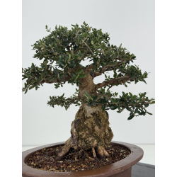 Olea europaea sylvestris I-8185 view 5