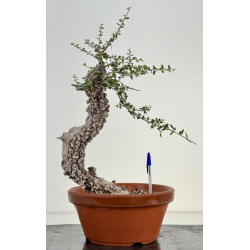 Olea europaea sylvestris I-8184