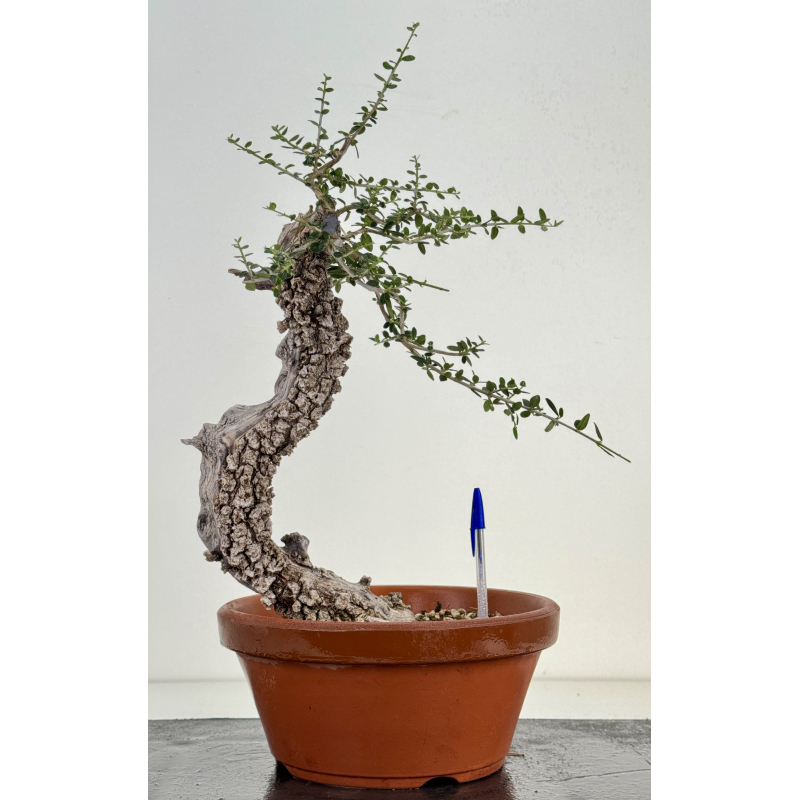 Olea europaea sylvestris I-8184