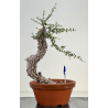 Olea europaea sylvestris -olivo acebuche- I-8184