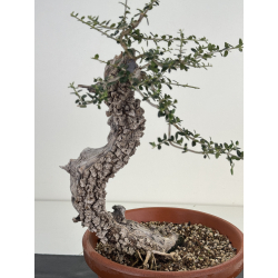 Olea europaea sylvestris I-8184 view 2