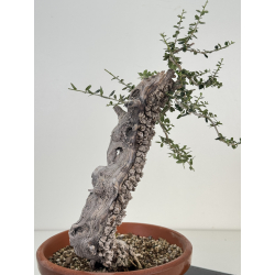 Olea europaea sylvestris I-8184 view 3