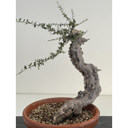 Olea europaea sylvestris I-8184 view 4