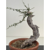Olea europaea sylvestris -olivo acebuche- I-8184 vista 4