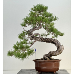 Pinus sylvestris I-8183