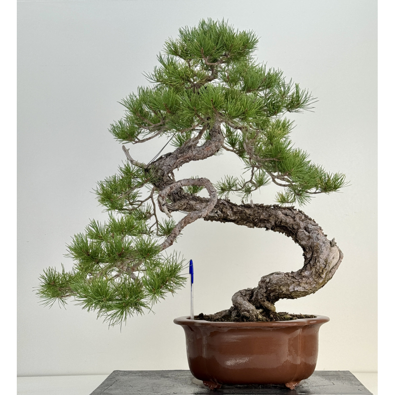 Pinus sylvestris I-8183