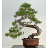Pinus sylvestris I-8183