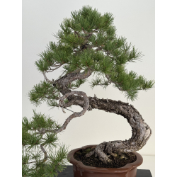 Pinus sylvestris I-8183 view 2