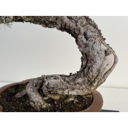 Pinus sylvestris I-8183 view 3
