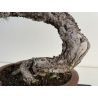 Pinus sylvestris I-8183 view 3