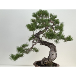 Pinus sylvestris I-8183 view 4