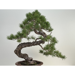 Pinus sylvestris I-8183 view 5