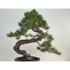 Pinus sylvestris I-8183 view 5