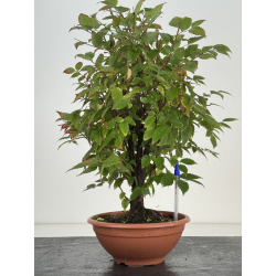 Zelkova serrata I-8187