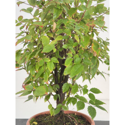 Zelkova serrata I-8187 view 2