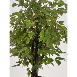 Zelkova serrata I-8187 view 3