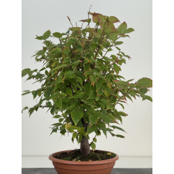 Zelkova serrata I-8187 view 4