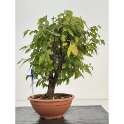 Zelkova serrata I-8188
