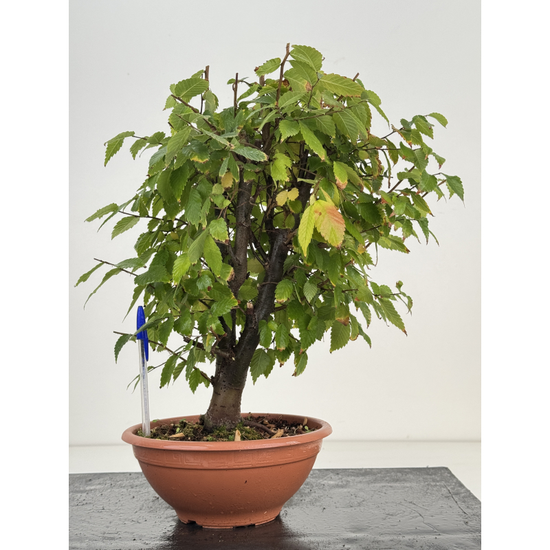 Zelkova serrata I-8188