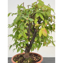 Zelkova serrata I-8188 vista 2