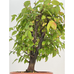 Zelkova serrata I-8188 vista 3
