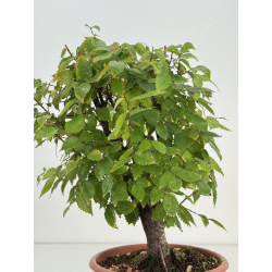 Zelkova serrata I-8188 vista 4