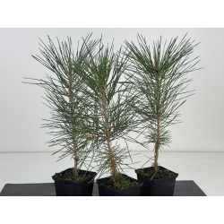 Pinus thunbergii  I-8189 view 2