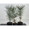 Pinus thunbergii  I-8189 view 2