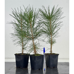 Pinus thunbergii- pino negro japonés- I-8189