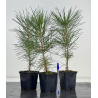 Pinus thunbergii  I-8189