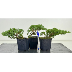 Juniperus procumbens nana sonare I-8190