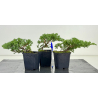 Juniperus procumbens nana sonare baby-bonsái I-8190 | Laos Garden