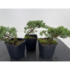 Juniperus procumbens nana sonare baby-bonsái I-8190 | Laos Garden