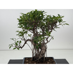 Ficus retusa I-8191 vista 2