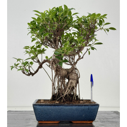 Ficus retusa I-8191