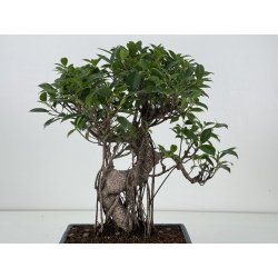 Ficus retusa I-8191 vista 3