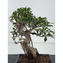 Ficus retusa I-8192 vista 2