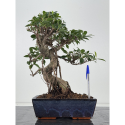 Ficus retusa I-8192