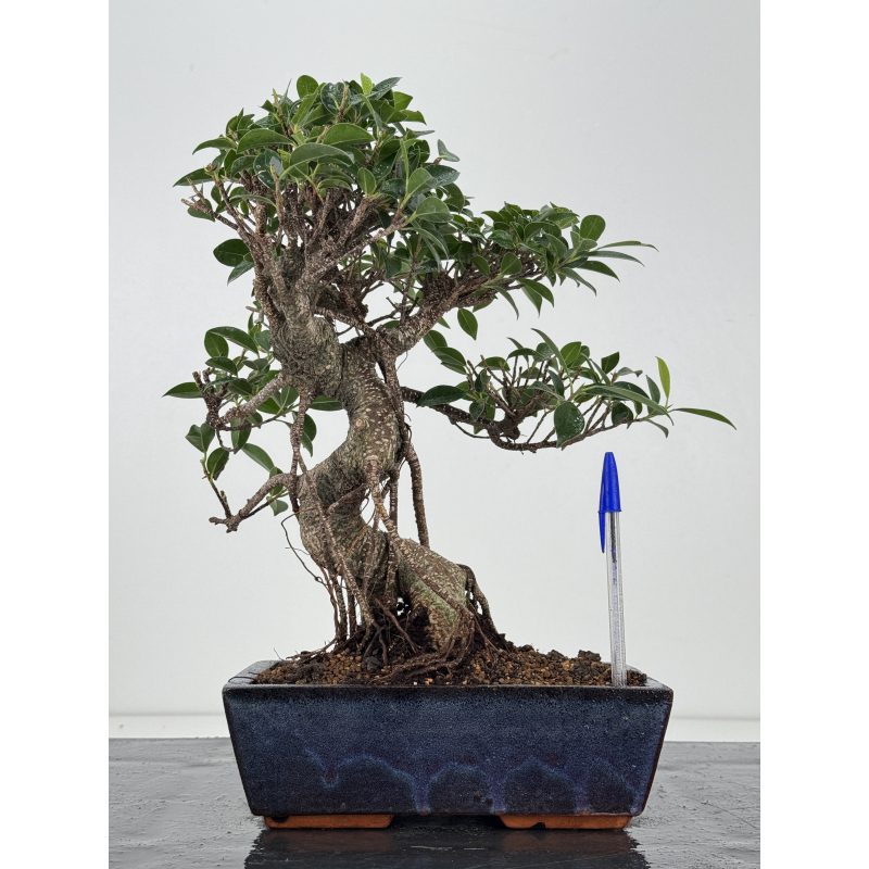 Ficus retusa I-8192