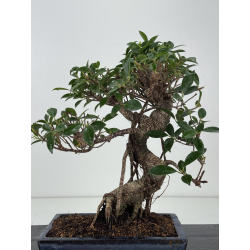 Ficus retusa I-8192 vista 3