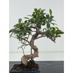 Ficus retusa I-8193 vista 2