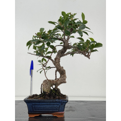 Ficus retusa I-8193
