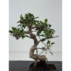 Ficus retusa I-8193 vista 3