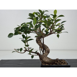 Ficus retusa I-8196 vista 2