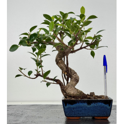 Ficus retusa I-8196