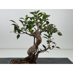Ficus retusa I-8196 vista 3