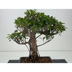 Ficus retusa I-8197 vista 3