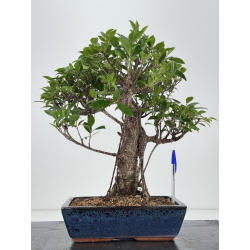 Ficus retusa I-8197