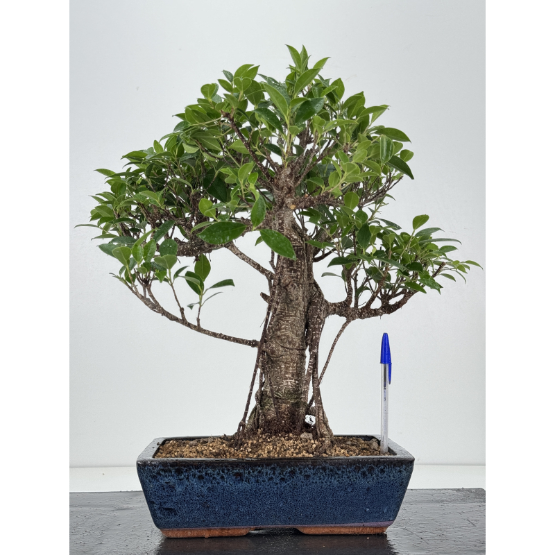 Ficus retusa I-8197